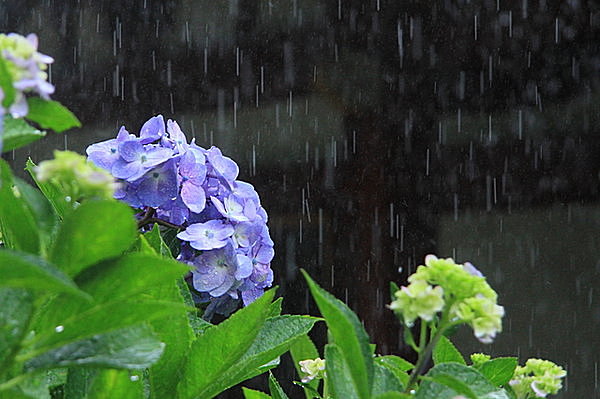 雨を止めることは出来ない・・しかし止まない雨はない！